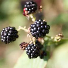 Chester Blackberry Plants (Rubus fruticosus 'Chester') 1